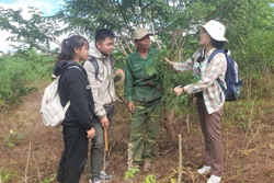Trồng cây voi không ưa thích: Giải pháp giải quyết tình trạng voi rừng phá hoại cây trồng