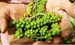 Giá tiêu hôm nay 30/12: Đồng loạt tăng thêm 500 đ/kg