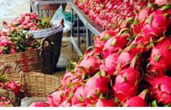 Trung Quốc tạm dừng nhập khẩu thanh long Việt Nam trong 4 tuần