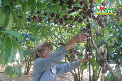 Lão nông và vườn cà phê đặc biệt