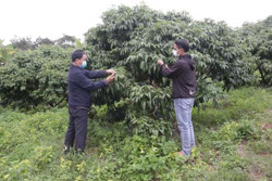 Triển vọng cây vải sớm ở Ea Yiêng