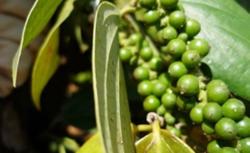 Giá tiêu hôm nay 4/12: Giảm nhẹ ở vài nơi