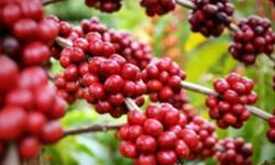 Giá cà phê hôm nay 4/12: Tăng mạnh thêm 500 - 600 đ/kg