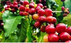 Giá cà phê hôm nay 6/12: Không có biến động mới