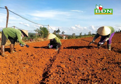 Trồng rau rải vụ để thích ứng với Covid-19