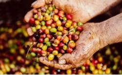 Giá cà phê hôm nay 7/12: Thị trường đồng loạt tăng