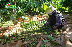 Vì sao ít thay đổi cách thu hái, bảo quản cà phê ?