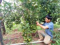 Mạnh dạn chuyển đổi cây trồng để phát triển kinh tế