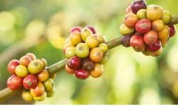 Giá cà phê hôm nay 8/12: Giảm mạnh, mất mốc 42 triệu đồng/tấn