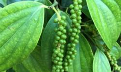 Giá tiêu hôm nay 9/12: Quay đầu giảm nhẹ