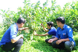 Triển khai Chương trình phát triển thanh niên tỉnh giai đoạn 2021 – 2030