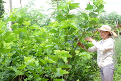 Nhiều mô hình sinh kế hiệu quả ở Cuôr Knia