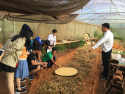 Hiệu quả mô hình trồng rau hữu cơ