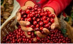 Giá cà phê hôm nay 9/12: Thị trường tăng nhẹ