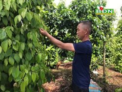 Hứa hẹn vụ tiêu bội thu