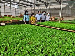 Quản lý tốt các mô hình VietGAP để phát triển bền vững