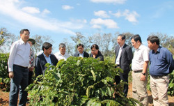 Đến năm 2025, Đắk Lắk tái canh từ 22.000 – 24.000 ha cà phê