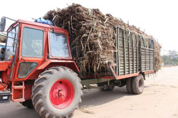 Đường Thái Lan bán phá giá, Việt Nam áp thuế đến 48,88%