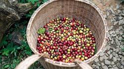 Giá cà phê hôm nay 17/2 (Mùng 6 Tết): Trong nước tăng nhẹ