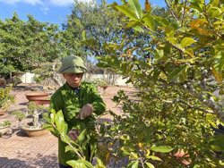 Huyện Cư M'gar: Nở rộ dịch vụ chăm sóc hoa mai