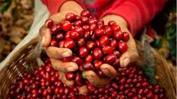 Giá cà phê hôm nay 18/2: Tiếp tục tăng nhẹ