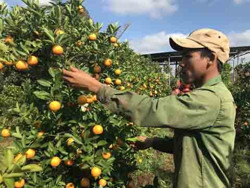 Nhà vườn tất bật đưa hoa Tết ra thị trường