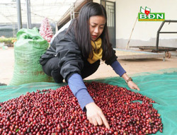 Cô gái trẻ mạnh dạn khởi nghiệp với sản phẩm cà phê dây