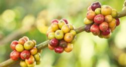 Giá cà phê hôm nay 20/2: Giảm thêm 200 - 300 đồng