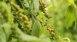 Giá tiêu hôm nay 20/2: Trong nước tăng nhẹ