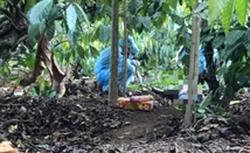 Phát hiện thi thể 1 phụ nữ bị sát hại dã man trong rẫy vắng