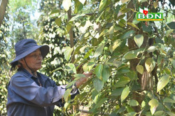 Thêm một vụ hồ tiêu trầm lắng