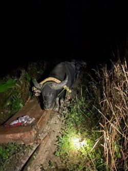 Lâm tặc hoành hành, chủ rừng không biết?