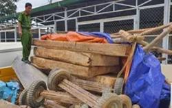 Thẳng tay trị kẻ phá rừng