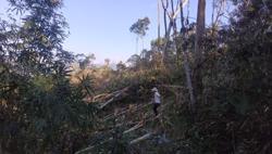 Cận cảnh khu rừng tự nhiên bị tàn phá ở Đắk Lắk