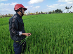 Bảo vệ thiên địch của sâu hại lúa