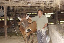 Nghề nuôi bò chọi của đồng bào Mông ở Cư Pui