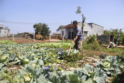 Rau rớt giá, nông dân lao đao