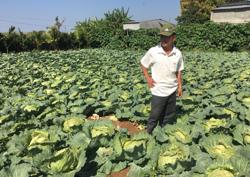 Nông dân trồng rau Ea Bar gặp khó khi giá rau quả giảm thấp