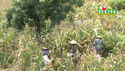 “Hoa nở” trên cánh đồng núi lửa