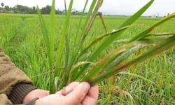 Cảnh giác nguy cơ bùng phát sâu bệnh dịp tết