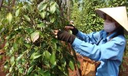 Hồ tiêu niên vụ 2020/2021 dự kiến giảm sản lượng