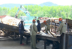 Huyện M'Drắk: Phát triển trồng rừng nguyên liệu thành ngành kinh tế mũi nhọn