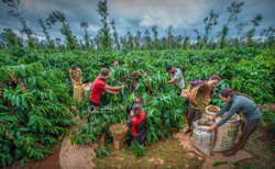 Con số nhất thời và câu chuyện sản xuất bền vững