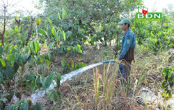 Nông dân thiếu vốn chăm sóc cà phê