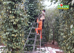Giá hồ tiêu tăng nhưng cần cẩn trọng