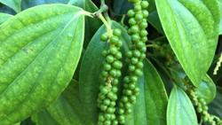 Giá tiêu hôm nay 11/3: Đà tăng nóng vẫn tiếp tục