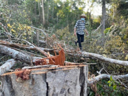 Rừng bị tàn phá là do... cơ chế!?