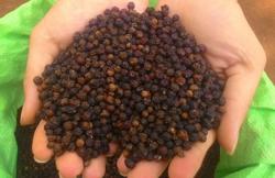 Giá tiêu tiến sát mốc 70.000 đồng/kg, xuất khẩu tiêu giảm mạnh