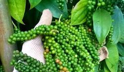 Giá tiêu hôm nay 13/3: Cán mốc 70 triệu đồng/tấn