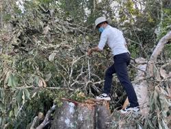 Điều công an, quân đội giữ rừng